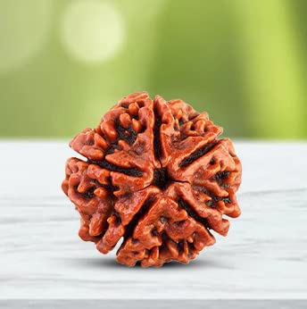 5 Mukhi Nepali Rudraksha – Natural Rudraksha Bead for Puja & Spiritual Practices | Pack of 1