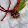 7 Mukhi Nepali Rudraksha – Traditional Rudraksha Bead for Puja & Spiritual Practices | Pack of 1