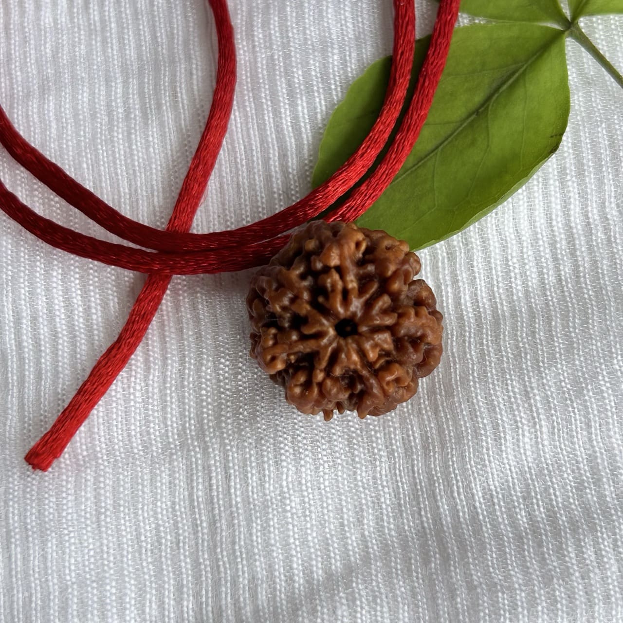 7 Mukhi Nepali Rudraksha – Traditional Rudraksha Bead for Puja & Spiritual Practices | Pack of 1