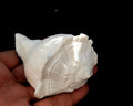 Lakshmi Narayan Shankh – Traditional Pooja & Spiritual Decor Conch | Pack of 1